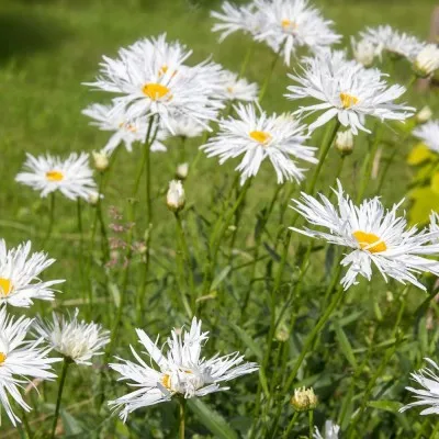 Королиця Crazy Daisy фото
