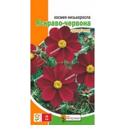 Космея Яскраво-червона низькоросла фото