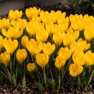 Крокус Golden Yellow фото
