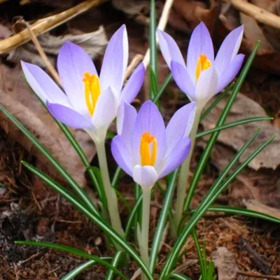 Крокус Tommasinianus (Томазині) фото