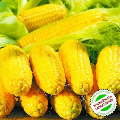 Кукурудза Цукрова Спіріт F1 20г фото