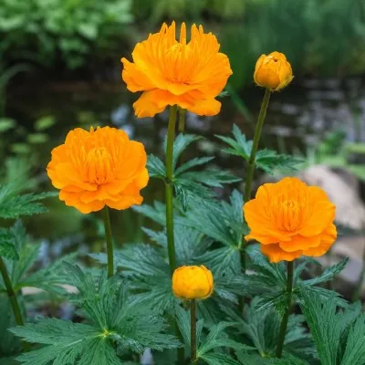 Купальниця Golden Queen фото