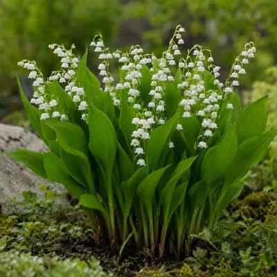 Конвалія Hofheim фото