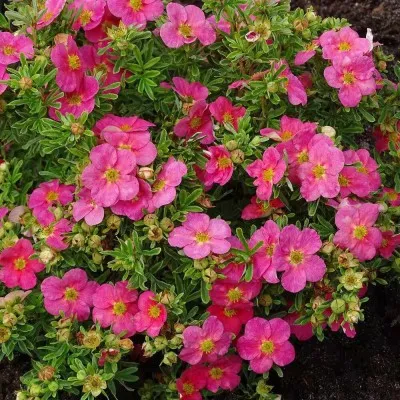 Перстач Bella Rosa фото