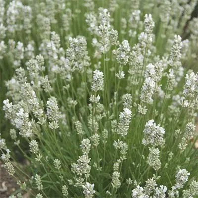 Лаванда Arctic Snow фото