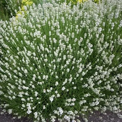 Лаванда Angustifolia Біла фото