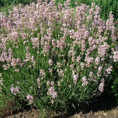 Лаванда Loddon Pink фото