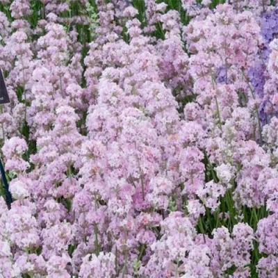 Лаванда Rosea (розсада) фото