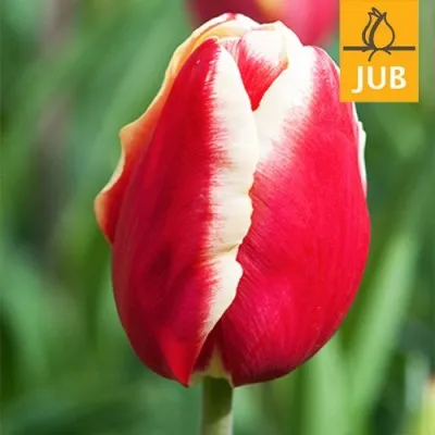 Тюльпан Leen Van Der Mark (Брендові цибулини Jub Holland) фото