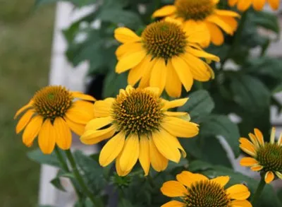 Ехінацея Lemon Yellow фото