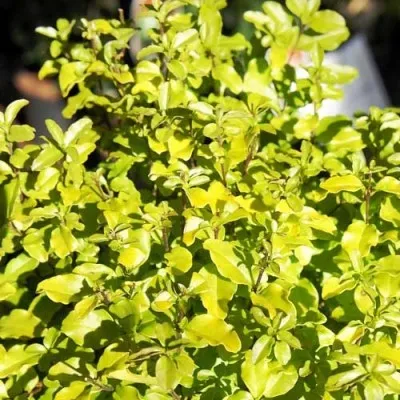 Лігуструм Lemon and Lime фото