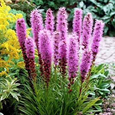Ліатрис Floristan Violet фото