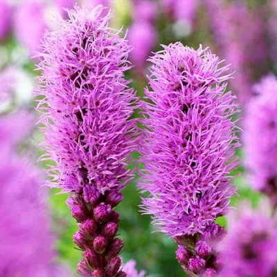 Ліатрис Spicata  фото