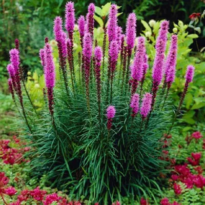 Ліатрис Spicata  фото