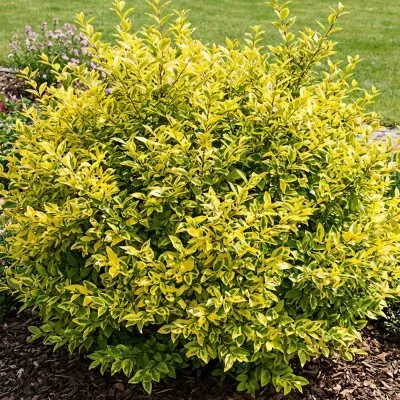 Лігуструм Aureum фото