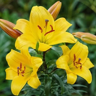 Лілія Golden Splendor фото