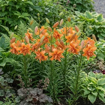 Лілія Orange double фото