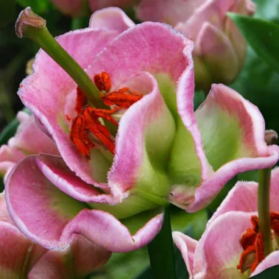 Лілія Pink Fudge фото