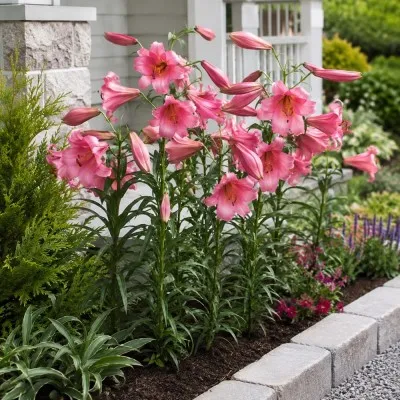 Лілія Pink Perfection фото