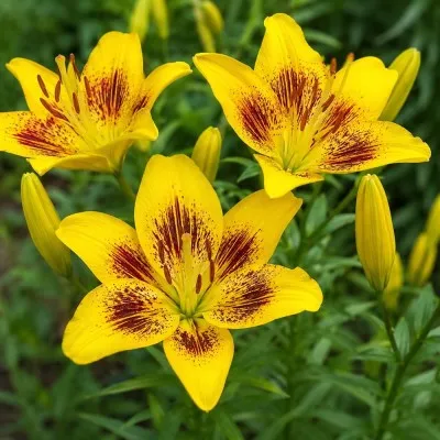 Лілія Yellow Bruse фото