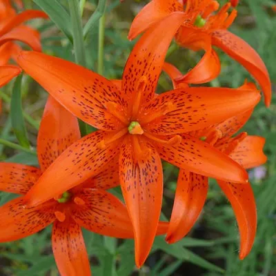 Лілія Concolor фото