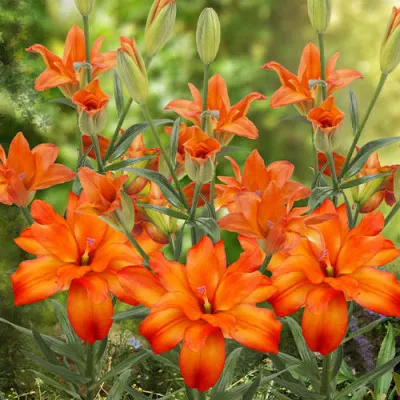 Лілія Eagle Eye фото
