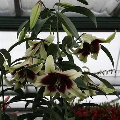 Лілія Kushi Maya фото
