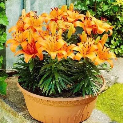 Лілія Orange Pixie фото