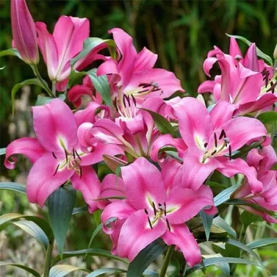 Лілія Robina фото