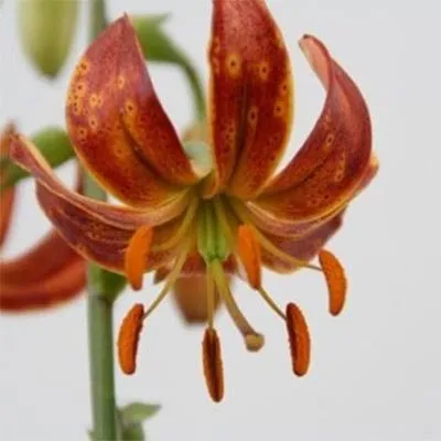 Лілія Scarlet Morning фото