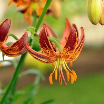 Лілія Scarlet Morning фото