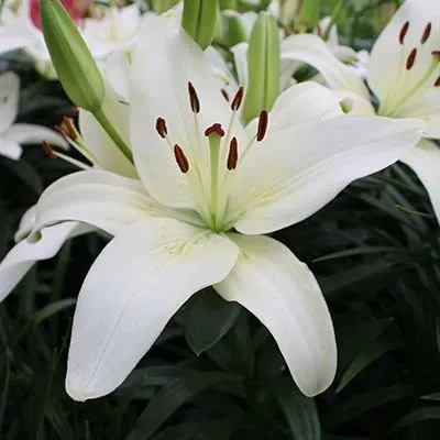 Лілія Sparkling Joy фото