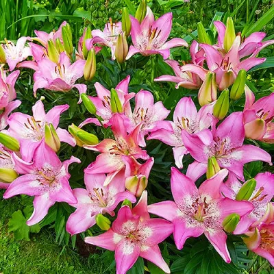 Лілія Trendy Nicosia фото