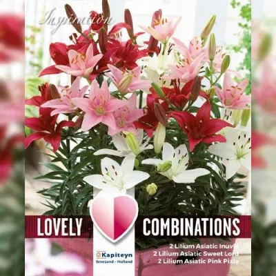 Лілія Dwarf Red, White and Pink (Брендові цибулини KAPITEYN®) фото