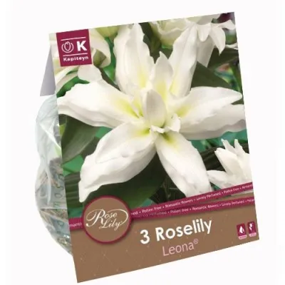 Лілія Roselily Leona (Брендові цибулини KAPITEYN®) фото