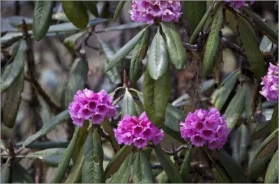 Рододендрон Kesangiae фото