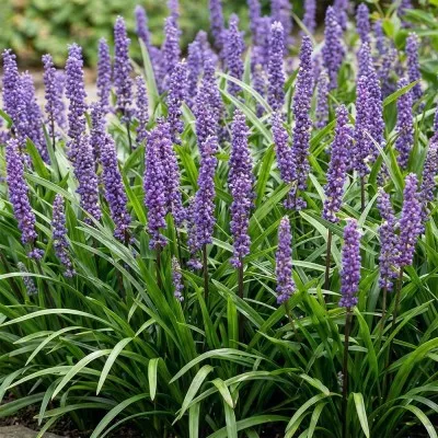 Ліріопе мускарі Royal Purple фото