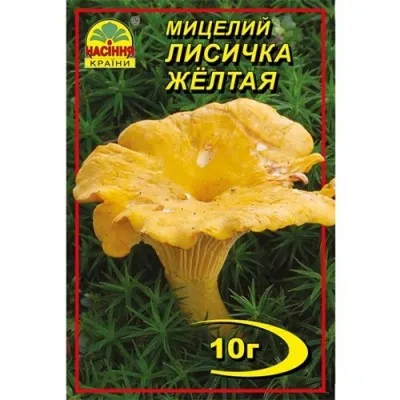 Лисичка жовта фото