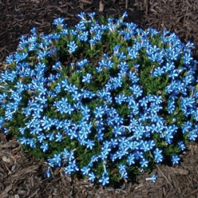 Літодора White Star фото