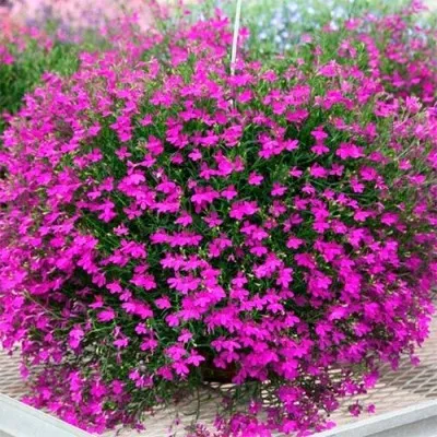 Лобелія Purple Star фото