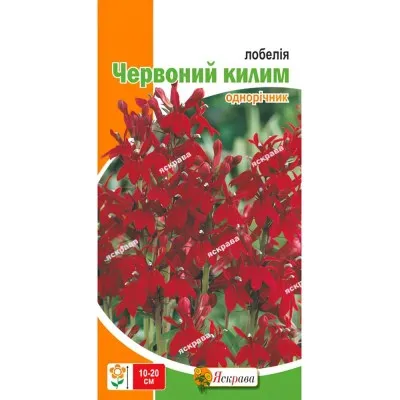 Лобелія Червоний килим фото