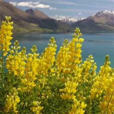 Люпін Russel Hybrids Yellow фото