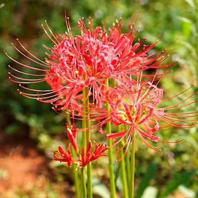 Лікоріс Radiata фото