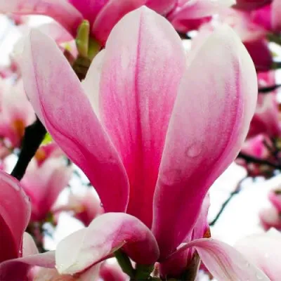 Магнолія Orchid фото