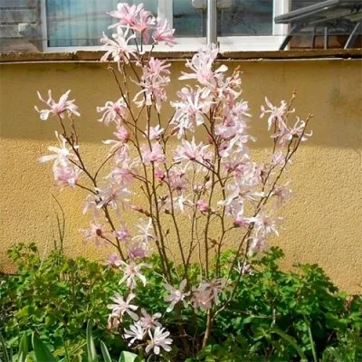 Магнолія Stellata Rosea фото