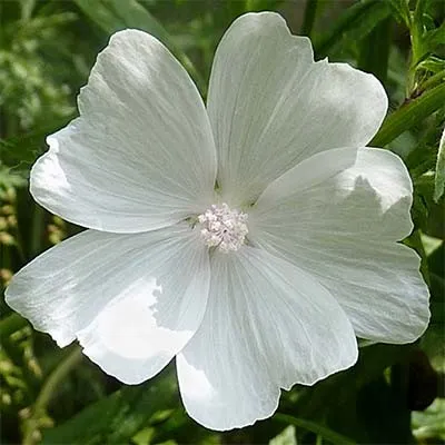Мальва Moschata Alba фото