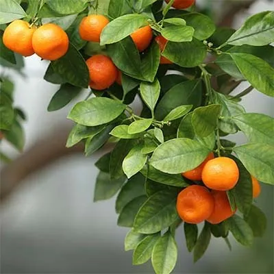 Мандарин Owari Satsuma фото
