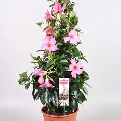 Мандевілла Diamantina Opale Fuchsia Flammé фото