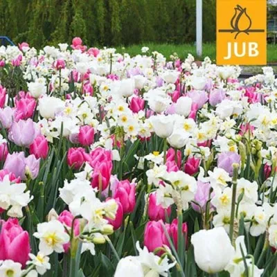 Мікс ландшафтний Massive Sping (Брендові цибулини Jub Holland) фото