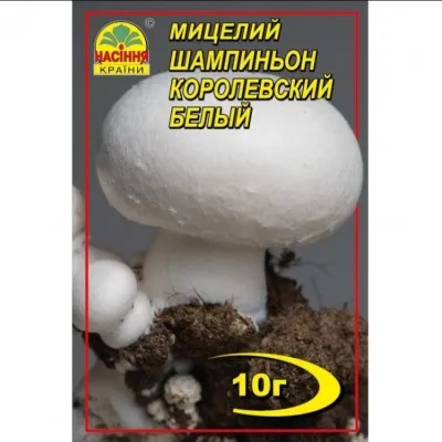 Шампіньйон Королівський білий фото